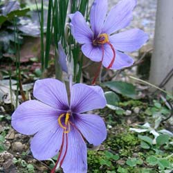 Crocus Aafro - Crocus Sativa